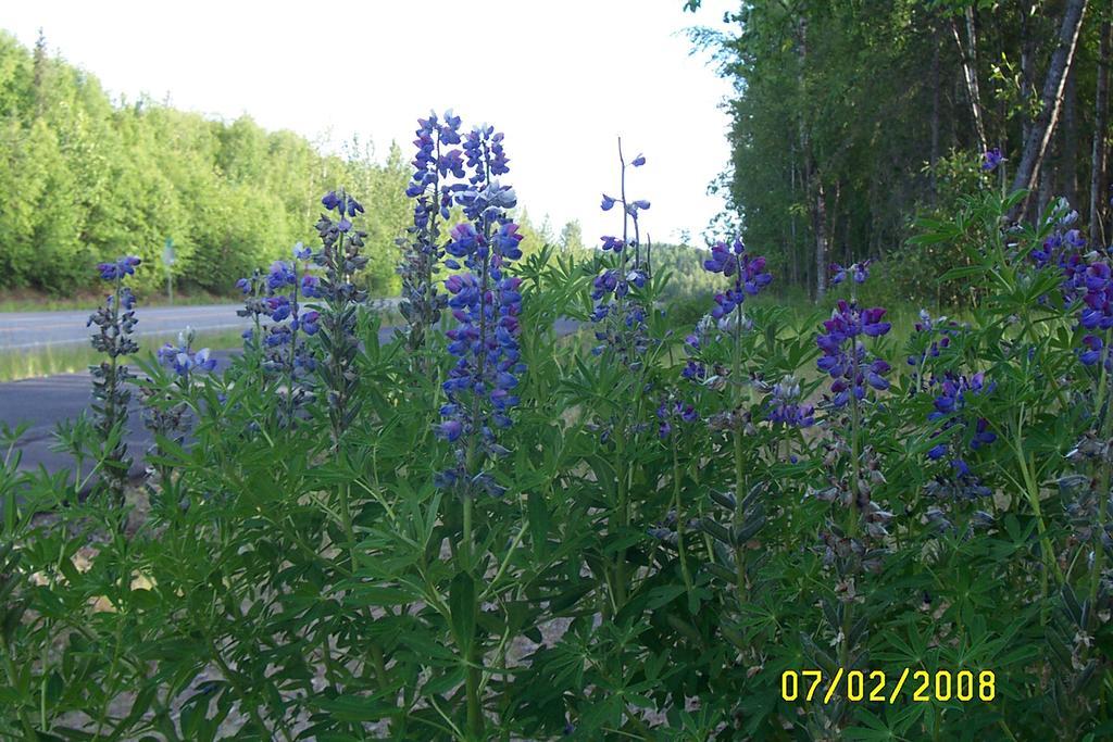 Grace And Bill'S Freedom Hills B&B Talkeetna Exterior photo