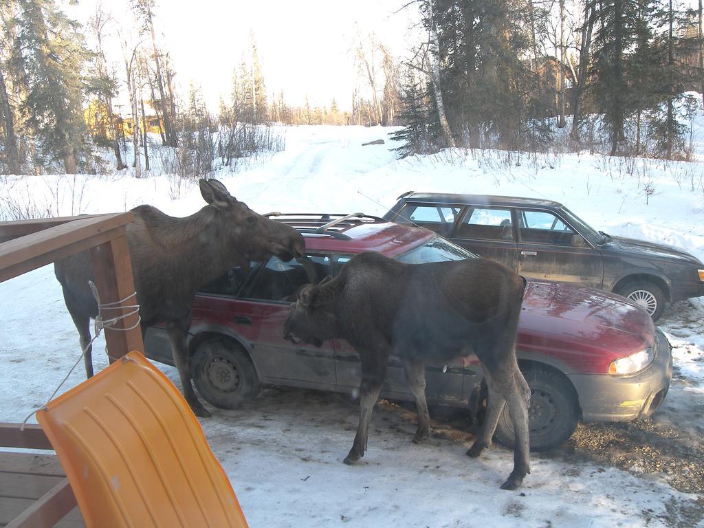Grace And Bill'S Freedom Hills B&B Talkeetna Exterior photo