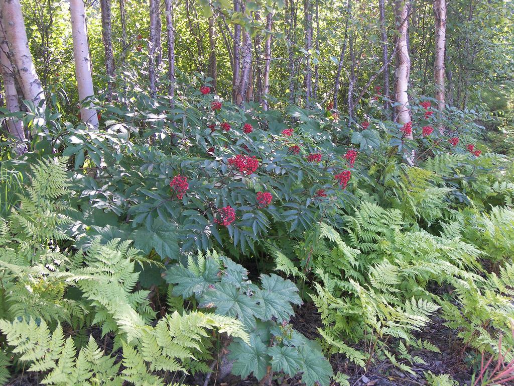 Grace And Bill'S Freedom Hills B&B Talkeetna Exterior photo